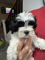 Betty, a female Maltese and Shih Tzu for sale in Ceres, CA – 5 of 7