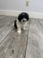 Oliver , a male Maltese and Shih Tzu for sale in Ceres, CA – 8 of 9