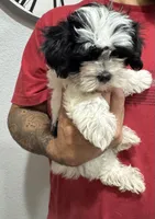 Betty, a female Maltese and Shih Tzu for sale in Ceres, CA – 6 of 7