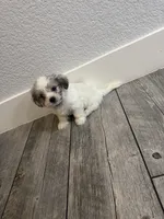 Charley , a male Maltese and Shih Tzu for sale in Ceres, CA – 7 of 9