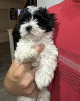 Sasha , a female Maltese and Shih Tzu for sale in Ceres, CA – 2 of 5