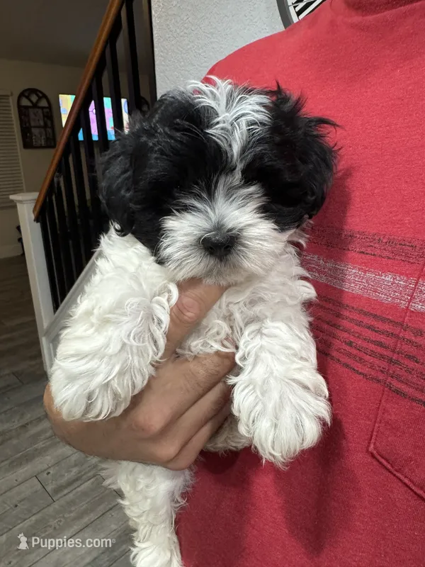 Oliver  – Maltese, Shih Tzu puppy for sale in Ceres, CA