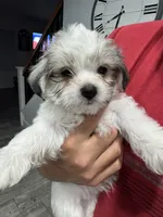 Charley , a male Maltese and Shih Tzu for sale in Ceres, CA – 3 of 9