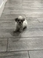 Charley , a male Maltese and Shih Tzu for sale in Ceres, CA – 8 of 9