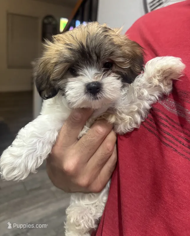 Coco – Maltese, Shih Tzu puppy for sale in Ceres, CA