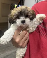 Coco, a female Shih Tzu for sale in Ceres, CA – 1 of 9
