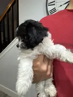 Oliver , a male Maltese and Shih Tzu for sale in Ceres, CA – 6 of 9