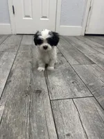 Max, a male Maltese and Shih Tzu for sale in Ceres, CA – 5 of 7