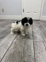 Sasha , a female Maltese and Shih Tzu for sale in Ceres, CA – 5 of 5