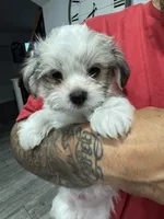 Charley , a male Maltese and Shih Tzu for sale in Ceres, CA – 1 of 9