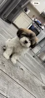 Coco, a female Maltese and Shih Tzu for sale in Ceres, CA – 1 of 4