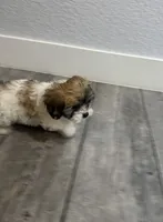 Coco, a female Shih Tzu for sale in Ceres, CA – 8 of 9