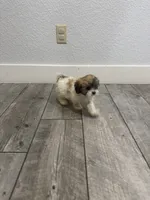 Coco, a female Shih Tzu for sale in Ceres, CA – 9 of 9