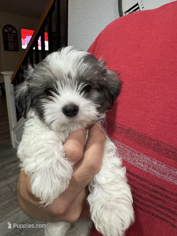Benji  – Maltese, Shih Tzu puppy for sale in Ceres, CA