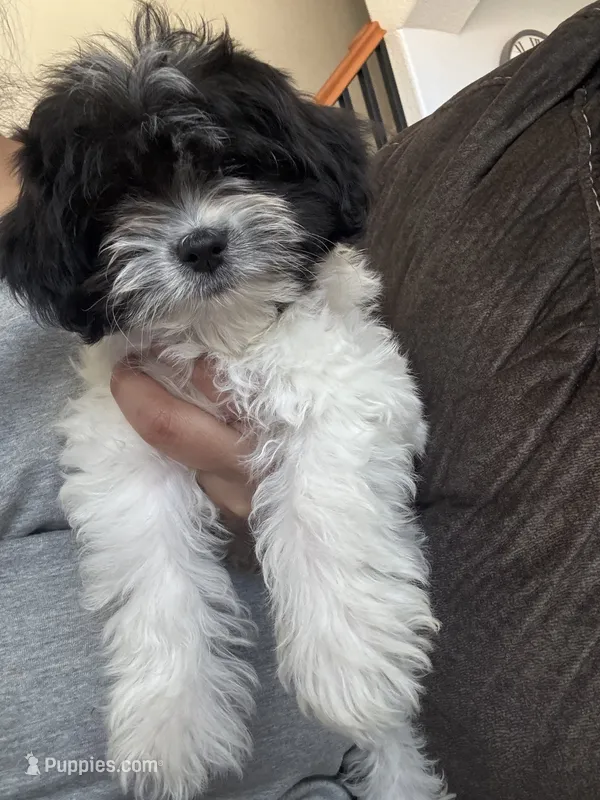 Max – Maltese, Shih Tzu puppy for sale in Ceres, CA
