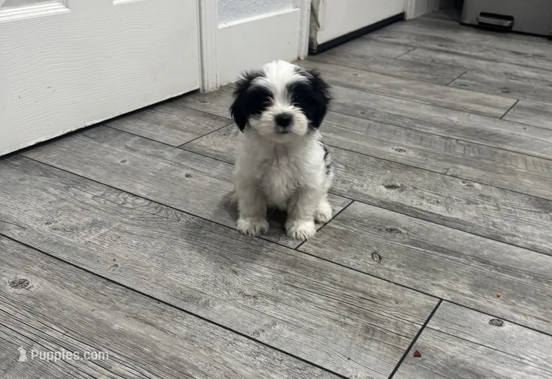 Max – Maltese, Shih Tzu puppy for sale in Ceres, CA