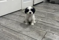 Max, a male Maltese and Shih Tzu for sale in Ceres, CA – 1 of 7