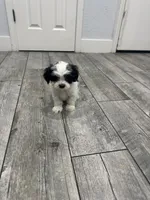 Max, a male Maltese and Shih Tzu for sale in Ceres, CA – 2 of 7