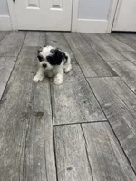 Max, a male Maltese and Shih Tzu for sale in Ceres, CA – 4 of 7