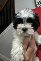 Betty, a female Maltese and Shih Tzu for sale in Ceres, CA – 2 of 7