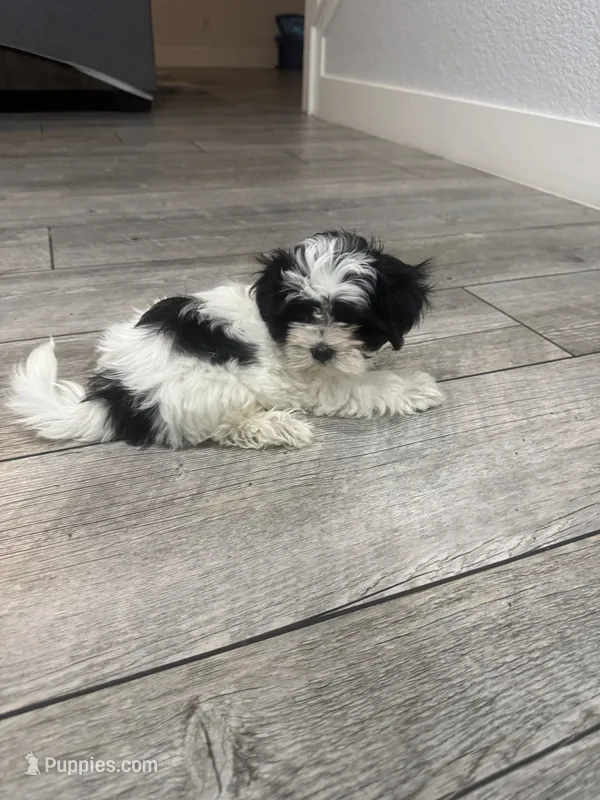 Betty – Maltese, Shih Tzu puppy for sale in Ceres, CA