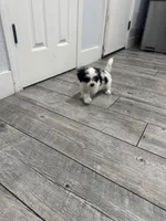 Max, a male Maltese and Shih Tzu for sale in Ceres, CA – 6 of 7