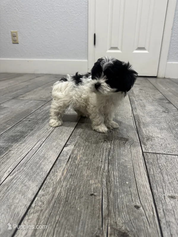Oliver  – Shih Tzu puppy for sale in Ceres, CA