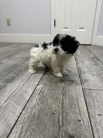 Oliver , a male Maltese and Shih Tzu for sale in Ceres, CA – 9 of 9