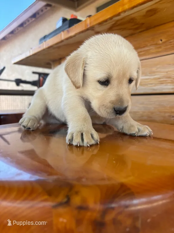 Bear – Labrador Retriever puppy for sale in Mescal, AZ