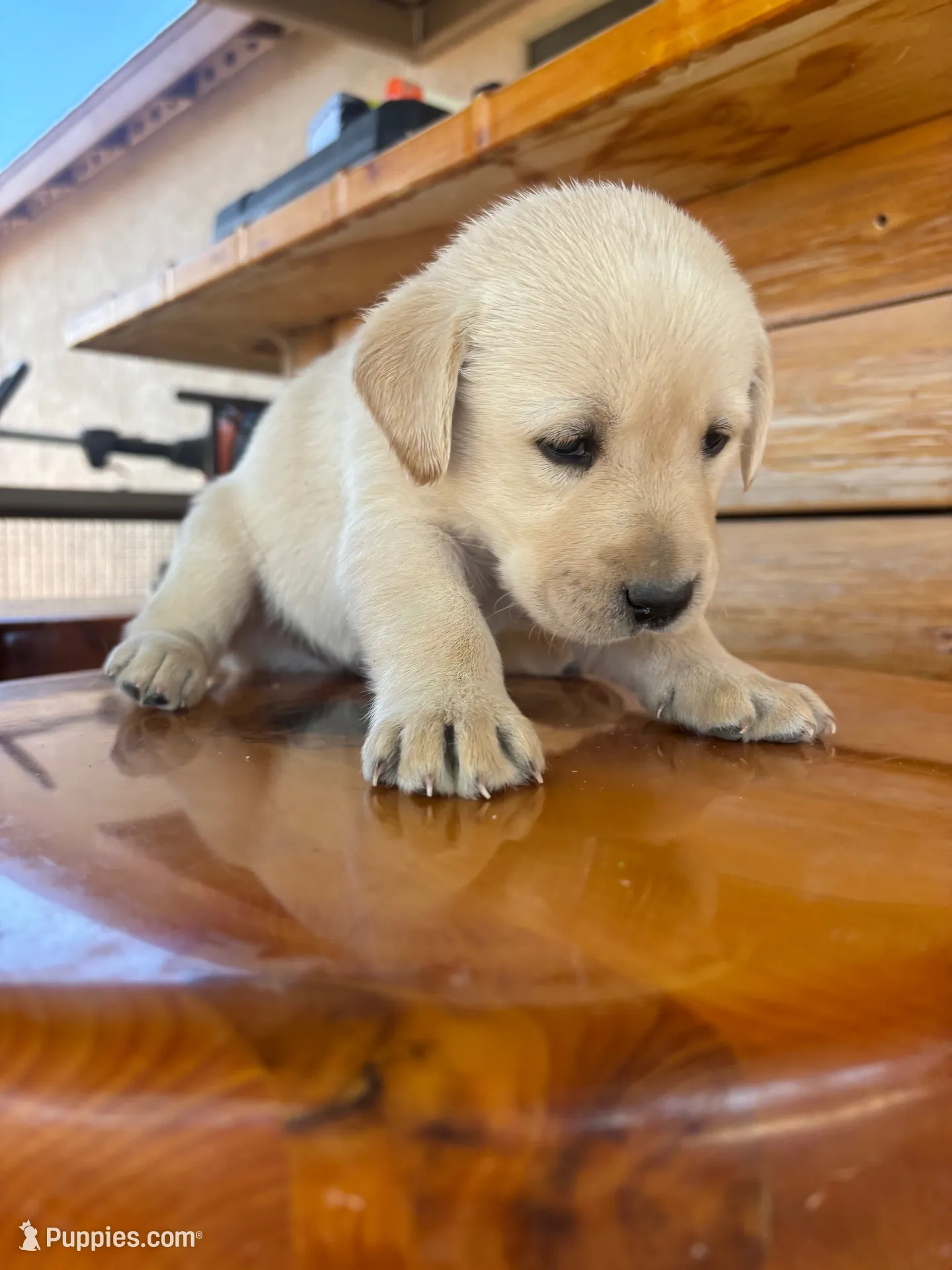 Bear, a male Labrador Retriever for sale in Mescal, AZ – 1 of 2