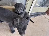 Missy, a female Labrador Retriever for sale in Mescal, AZ – 2 of 2