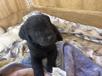 Rosa, a female Labrador Retriever for sale in Mescal, AZ – 1 of 2