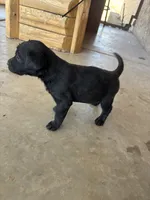 Mary, a female Labrador Retriever for sale in Mescal, AZ – 2 of 2