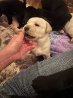 Bear, a male Labrador Retriever for sale in Mescal, AZ – 2 of 2