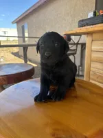 Kevin, a male Labrador Retriever for sale in Mescal, AZ – 1 of 2