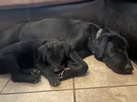 Kevin, a male Labrador Retriever for sale in Mescal, AZ – 3 of 5