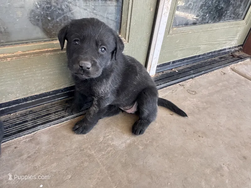 Missy – Labrador Retriever puppy for sale in Mescal, AZ