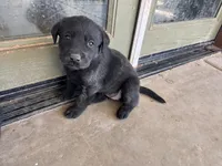 Missy, a female Labrador Retriever for sale in Mescal, AZ – 1 of 2