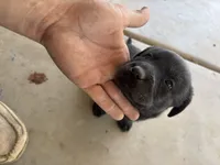Whiskey, a male Labrador Retriever for sale in Mescal, AZ – 2 of 2