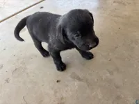 Whiskey, a male Labrador Retriever for sale in Mescal, AZ – 1 of 2