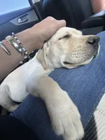 Candy , a female Labrador Retriever for sale in Mescal, AZ – 2 of 6