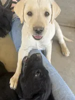 Candy , a female Labrador Retriever for sale in Mescal, AZ – 5 of 6