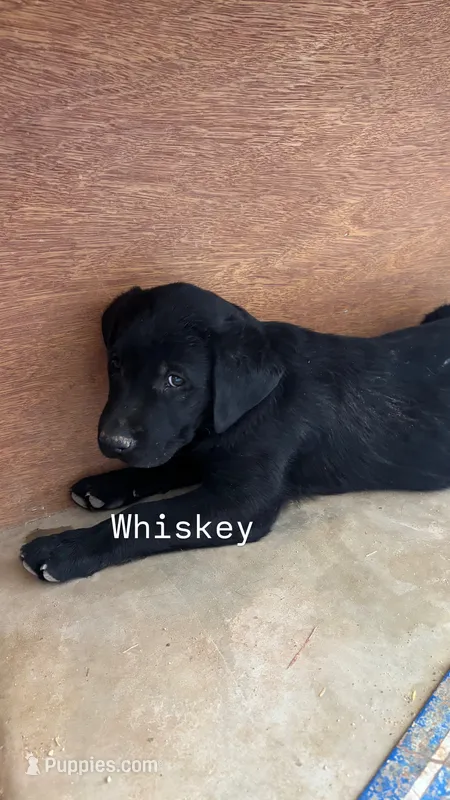 Whiskey – Labrador Retriever puppy for sale in Mescal, AZ