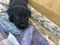 Rosa, a female Labrador Retriever for sale in Mescal, AZ – 2 of 2