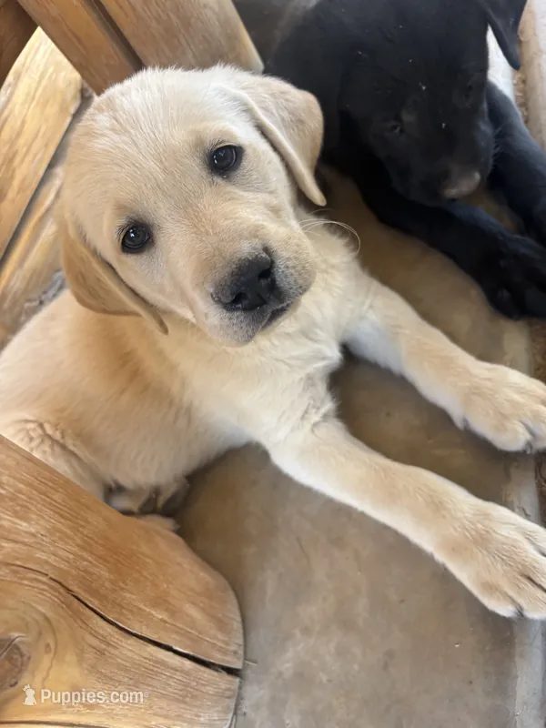 Bear – Labrador Retriever puppy for sale in Mescal, AZ
