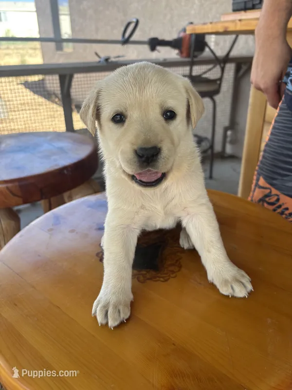 Candy  – Labrador Retriever puppy for sale in Mescal, AZ
