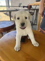 Candy , a female Labrador Retriever for sale in Mescal, AZ – 1 of 3