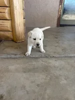 Candy , a female Labrador Retriever for sale in Mescal, AZ – 3 of 3