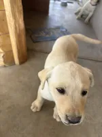 Candy , a female Labrador Retriever for sale in Mescal, AZ – 4 of 6