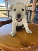Candy , a female Labrador Retriever for sale in Mescal, AZ – 2 of 3